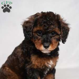 Jaylene, Cavapoo Puppy